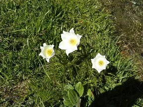 Fleurs